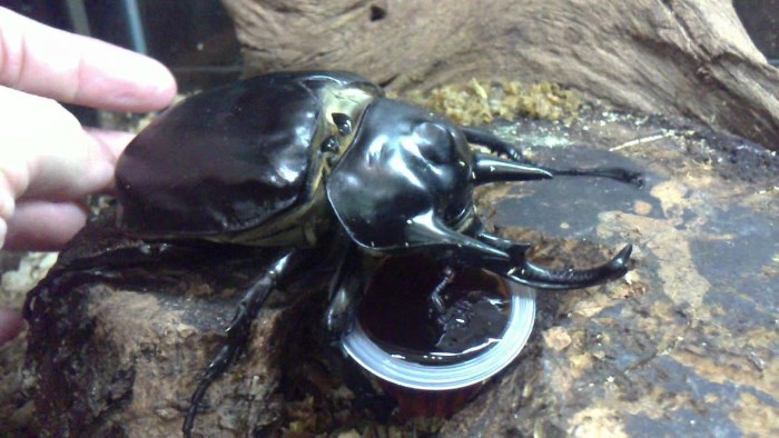 Acteon beetle