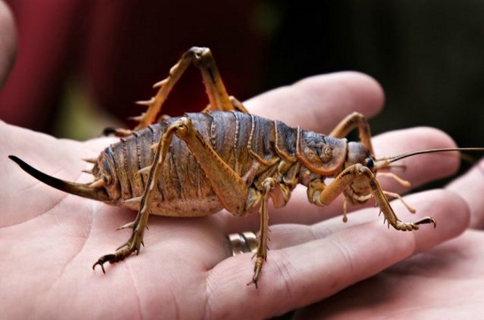 Giant weta