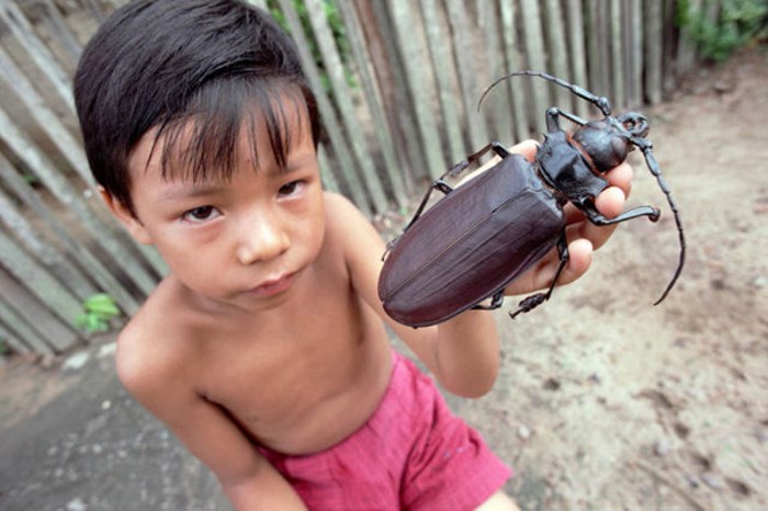 titanus giganteus