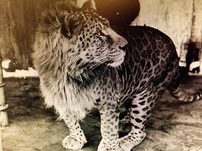 Leopon