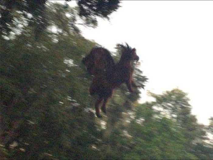 jersey-devil