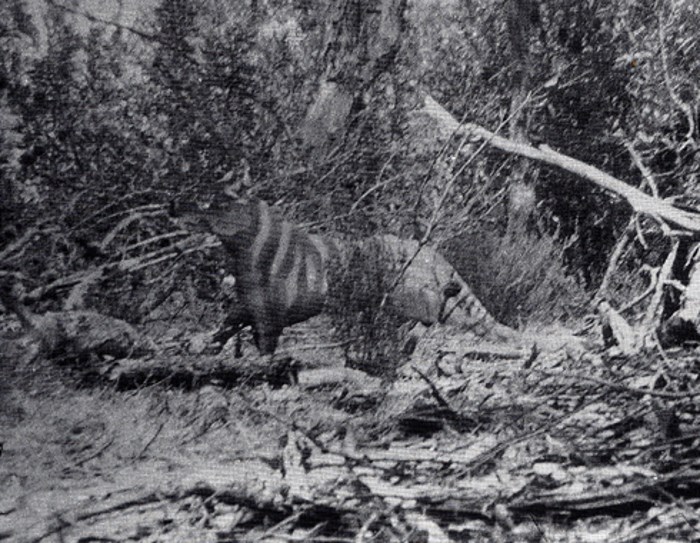 queensland-tijger