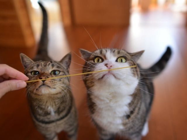 maru-and-hana