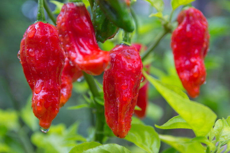 Bhut Jolokia