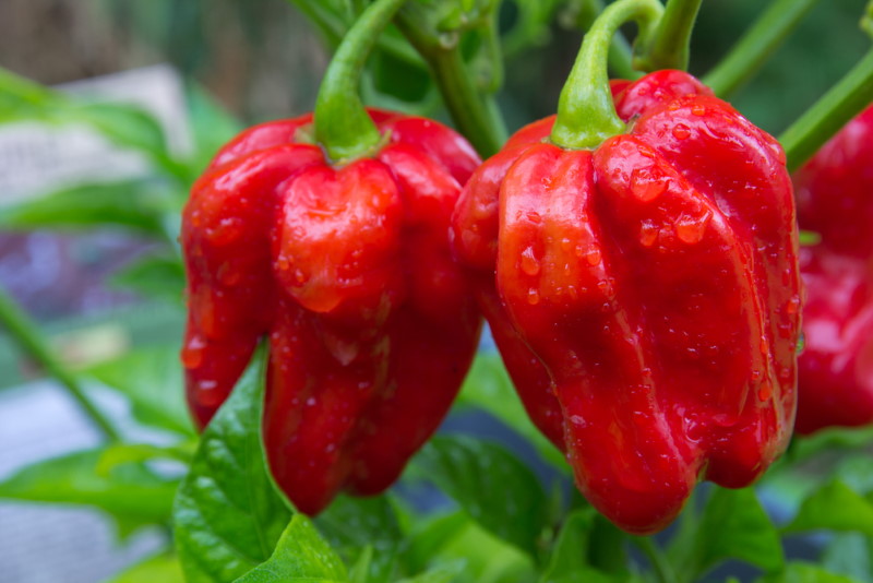 Red Savina Habanero