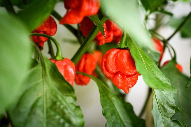 Trinidad Moruga Scorpion