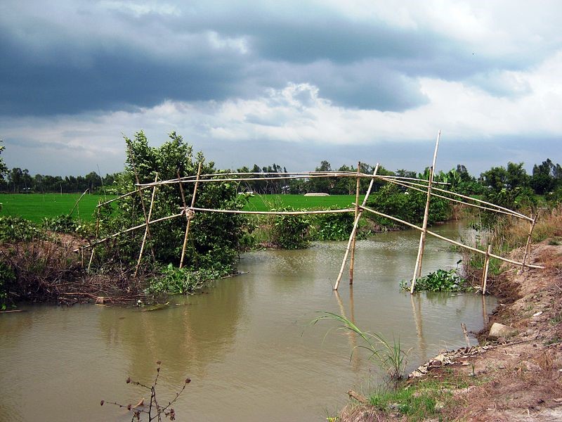 monkey bridge