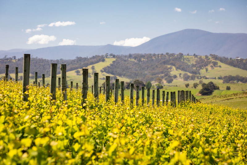 Yarra Valley